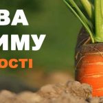 коли сіяти моркву на зиму