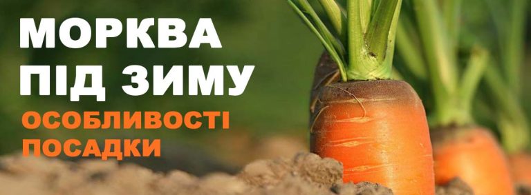 коли сіяти моркву на зиму
