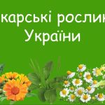 лікарські рослини україни