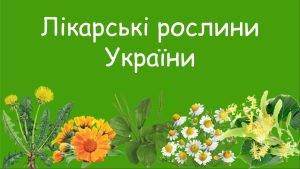 лікарські рослини україни