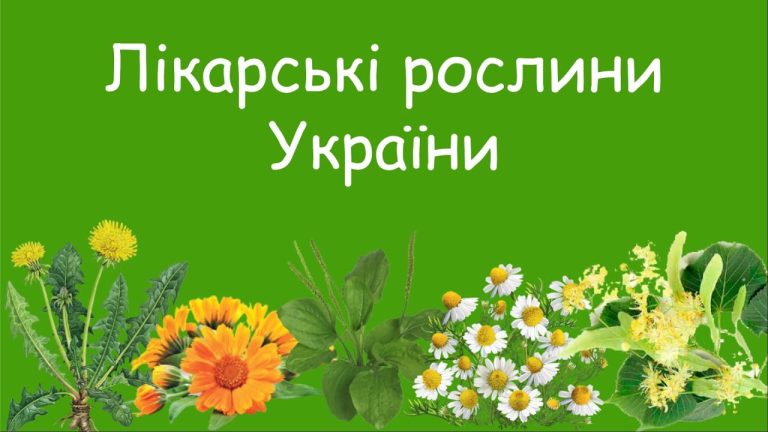 лікарські рослини україни