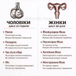 овуляція у чоловіків