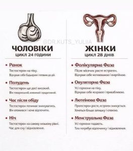 овуляція у чоловіків