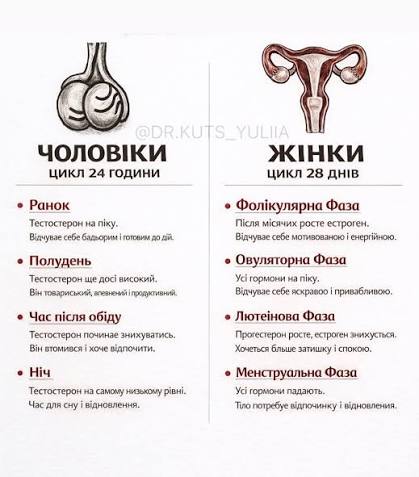 овуляція у чоловіків
