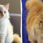 пухнасті коти породи