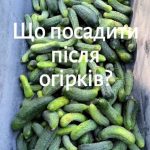 що садити після огірків