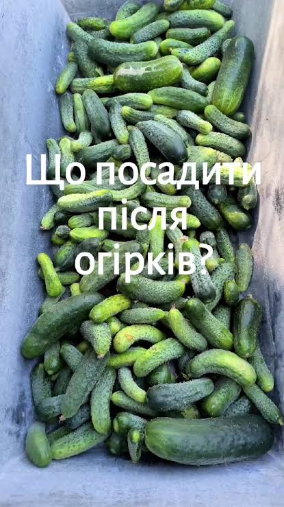 що садити після огірків