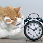 скільки життів у кота