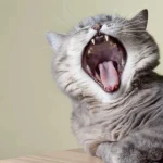 скільки зубів у кота