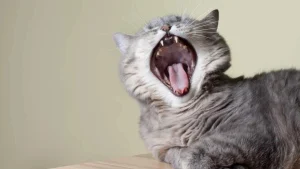 скільки зубів у кота