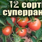 суперранні сорти помідор