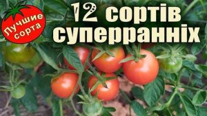 суперранні сорти помідор