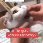 як дати коту таблетку
