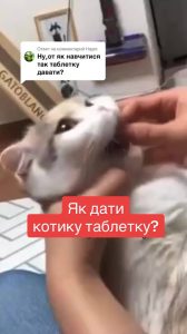 як дати коту таблетку