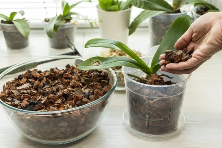 як пересадити орхідею яка пропадає