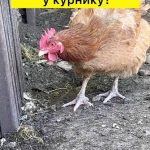 як позбутися курячих вошей в домашніх умовах