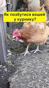 як позбутися курячих вошей в домашніх умовах
