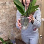 як правильно поливати орхідею