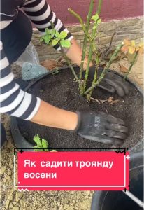 як садити рози