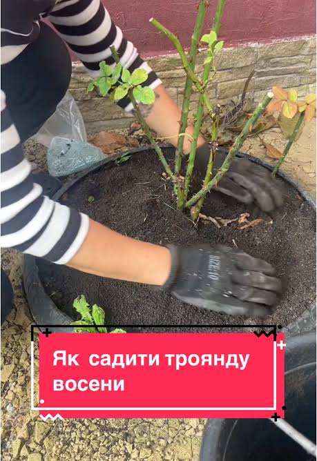 як садити рози
