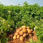 яке добриво для картоплі краще