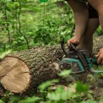 які дерева можна зрізати без дозволу