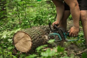 які дерева можна зрізати без дозволу