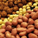 які найврожайніші сорти картоплі