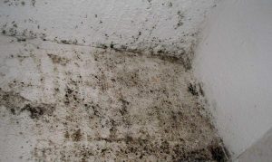 чорний грибок на стінах