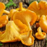 чи потрібно варити лисички перед смаженням