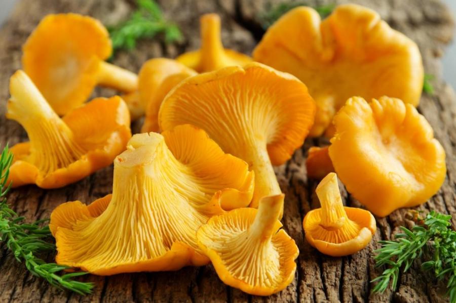 чи потрібно варити лисички перед смаженням