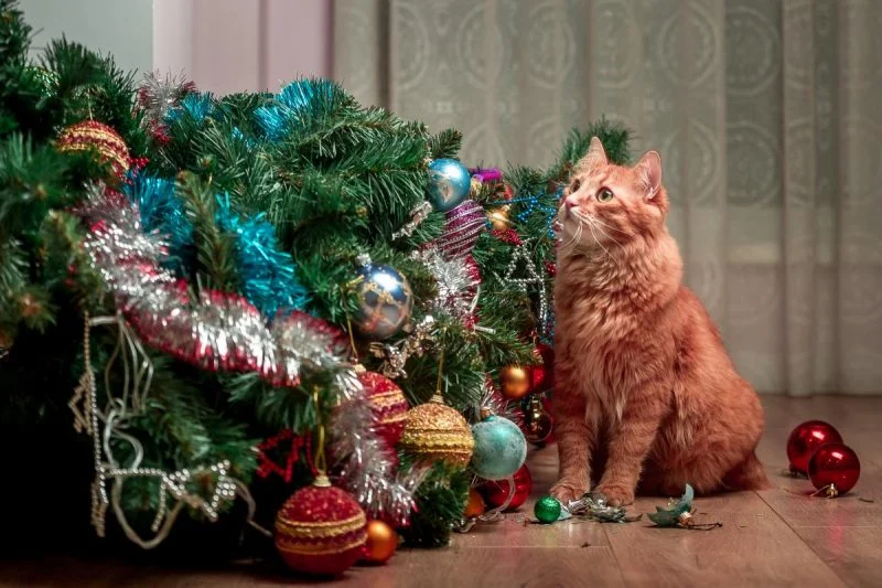 котячий новий рік