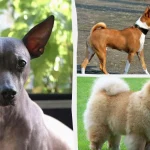 маленькі породи собак, які не линяють