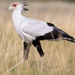 птах секретар