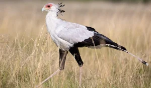 птах секретар