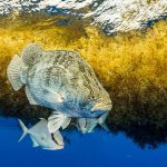 саргасове море