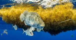 саргасове море