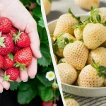 солодкі сорти полуниці