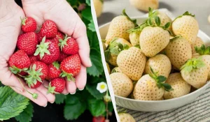 солодкі сорти полуниці