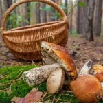 як правильно збирати гриби