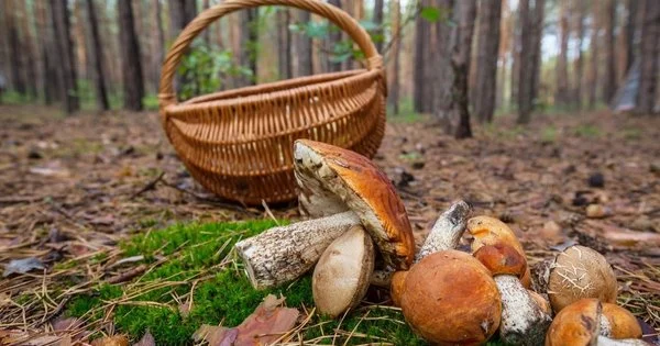 як правильно збирати гриби