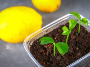 як виростити лимон з кісточки в домашніх умовах
