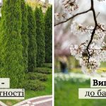які дерева можна садити на подвір'ї