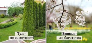 які дерева можна садити на подвір'ї
