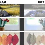 які кольори бачать коти