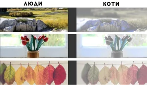 які кольори бачать коти