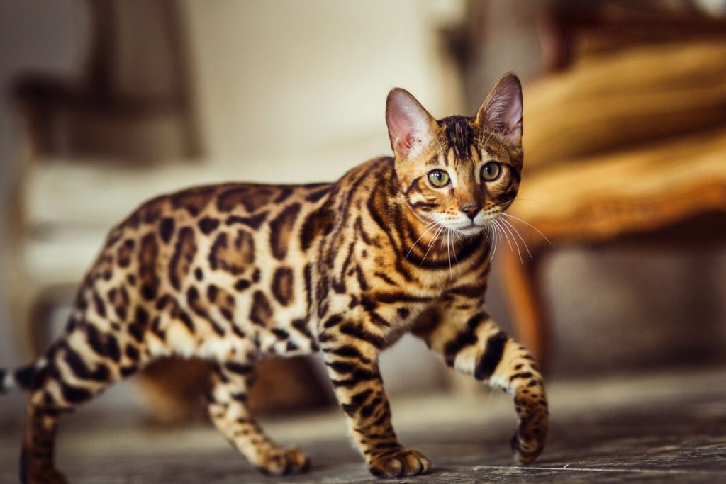 які коти не линяють