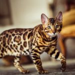які коти не линяють