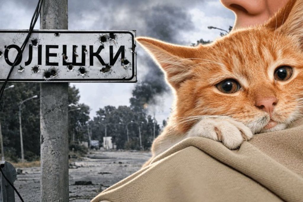 Як не забрати таких котиків врятоване з Олешок кошеня знайшло дім, іншим шукають родини