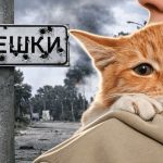 Як не забрати таких котиків врятоване з Олешок кошеня знайшло дім, іншим шукають родини